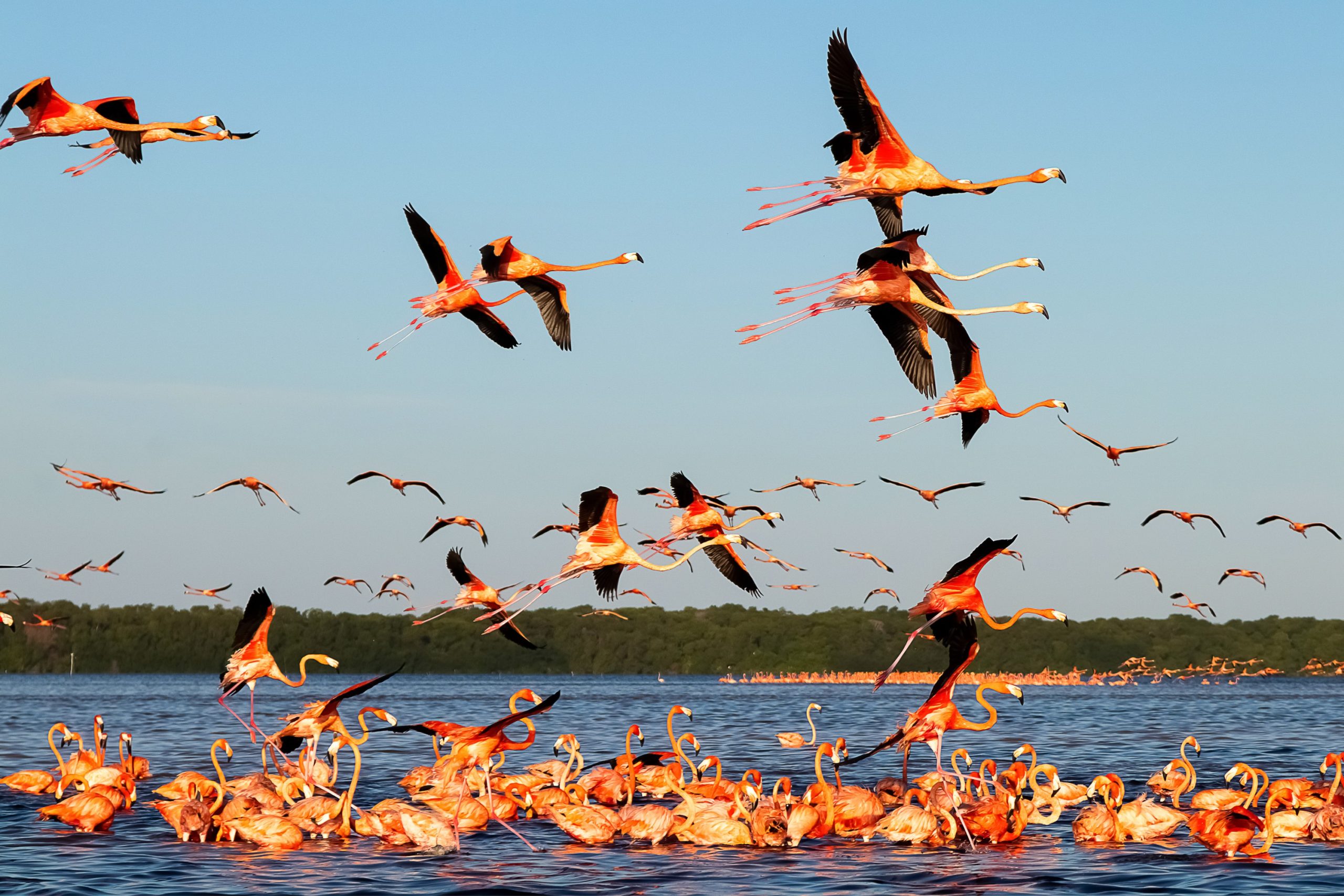 Mexikó-ezernyi-nyaralás-flamingo-1-utazascentrum-utazási-blog-utazási-tippek